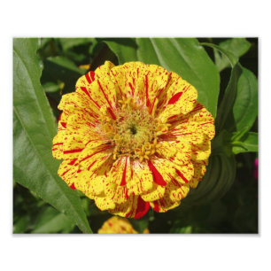 Foto Linda Zinnia