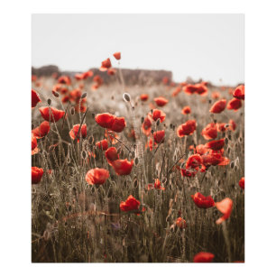 Foto lindas flores de papoila