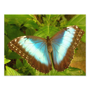 Foto Lindo Cartaz de Borboleta Azul e Preta
