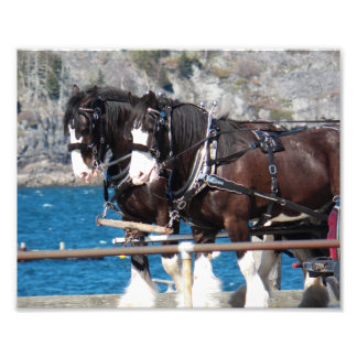 Foto Lindos Cavalos Belgas de Arreio Trabalhando