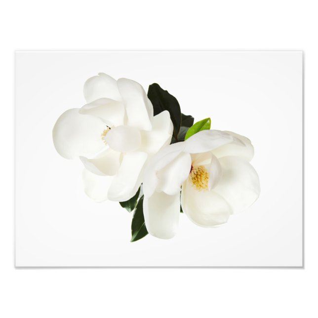 Foto Linfócitos Magnóolias Brancas Flores (Frente)
