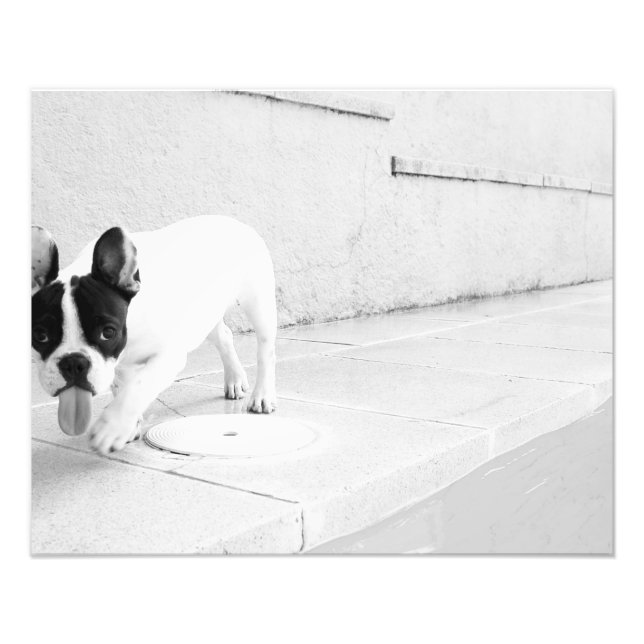 Foto Língua de buldogue francesa (Frente)