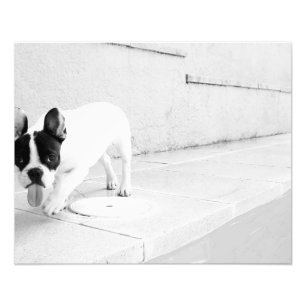 Foto Língua do buldogue francês para fora