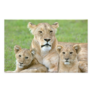 Foto Lioness e Dois Cubs, África Oriental, Tanzânia,
