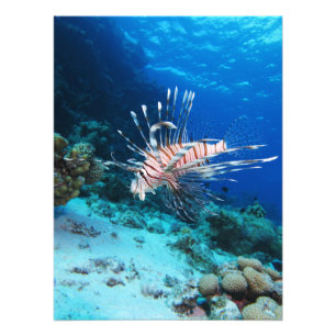 Foto Lionfish ou Pterois Miles, Peixes de Recife do Oce