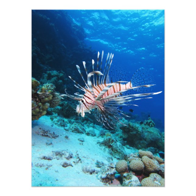 Foto Lionfish ou Pterois Miles, Peixes de Recife do Oce (Frente)