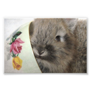 Foto Lionhead Bunny e Teacup