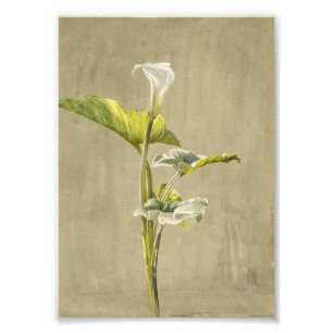Foto Lírio Calla por Fidelia Bridges