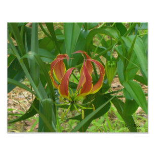 Foto Lírio da chama - Gloriosa Superba