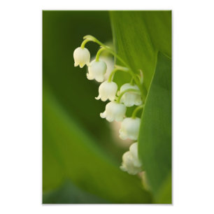 Foto Lírio das flores do vale