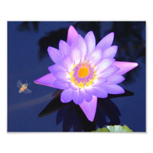 Foto Lírio de água com abelha 10" x 8" impressão da