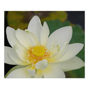 Foto Lírio de água cremoso de Lotus