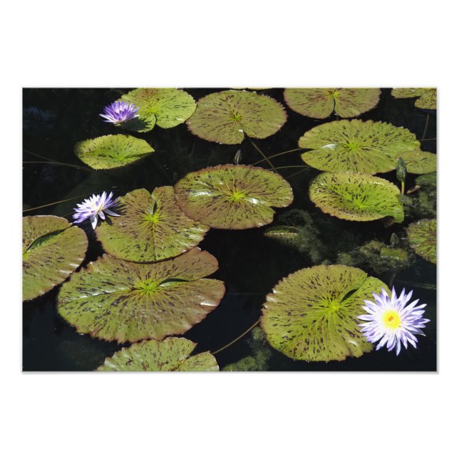 Foto Lírios de água 19"x13" (Frente)
