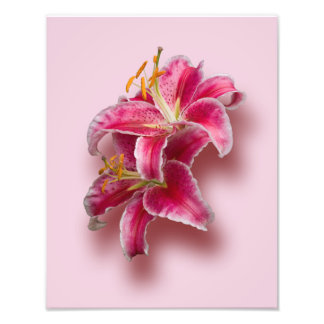 Foto Lírios de Stargazer Rosa