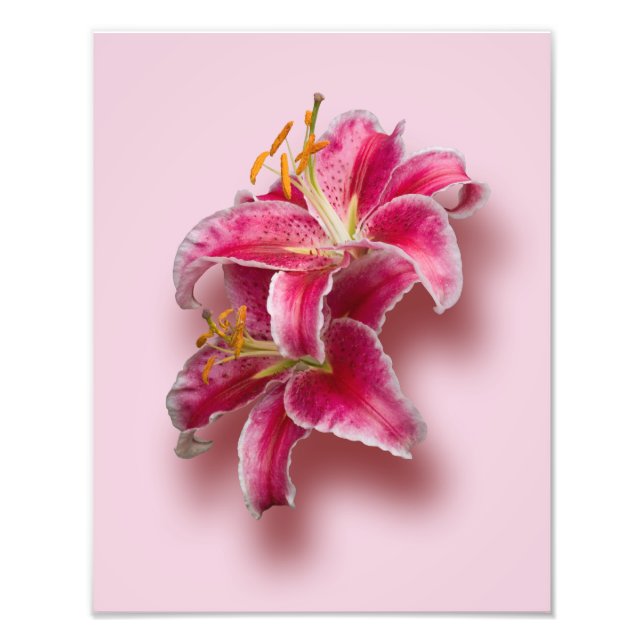 Foto Lírios de Stargazer Rosa (Frente)