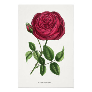 Foto Litografia de Rosa Antiga, François-Frédéric Grobo