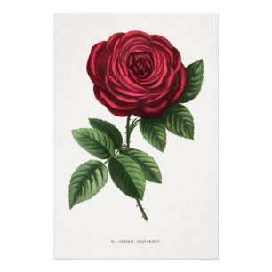 Foto Litografia de Rosa Antiga, François-Frédéric Grobo