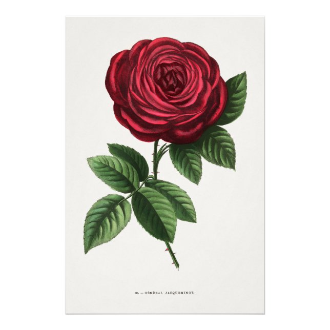 Foto Litografia de Rosa Antiga, François-Frédéric Grobo (Frente)