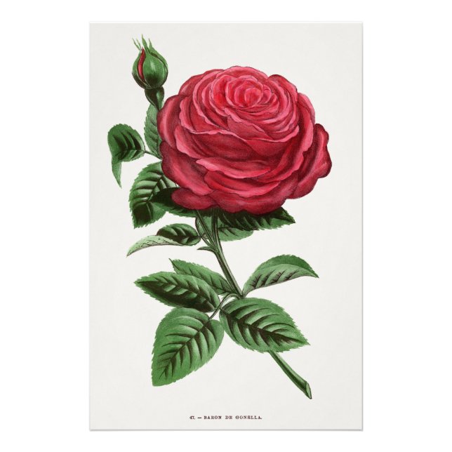 Foto Litografia de Rosa Antiga, François-Frédéric Grobo (Frente)