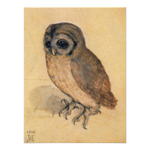 Foto Little Owl de Albrecht Durer