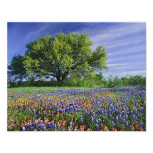 Foto Live Oak & Texas Paintbrush, e Texas