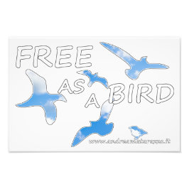 Foto Livre como um Pássaro