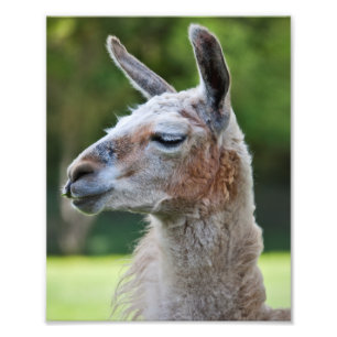 Foto Llama Impressão