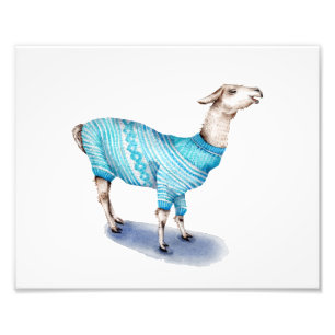 Foto Llama no Sweater Azul