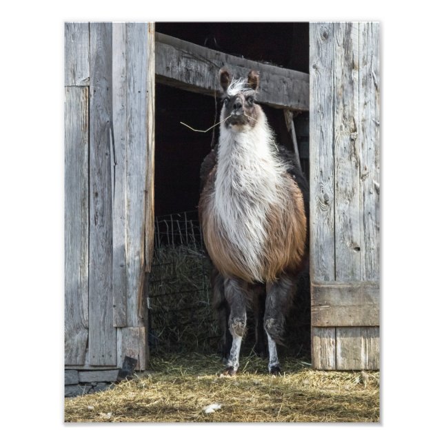 Foto Llama, Saudação Ao Dia (Frente)