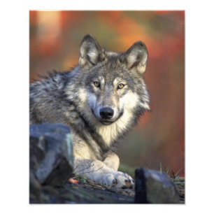 Foto Lobo Bonito