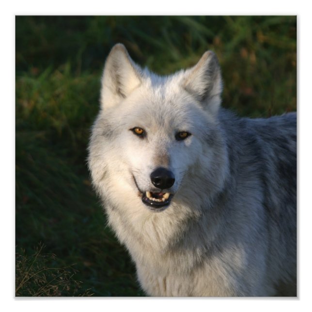 Foto Lobo Cinzento Canadense Lobo Cinzento Canadense (Frente)