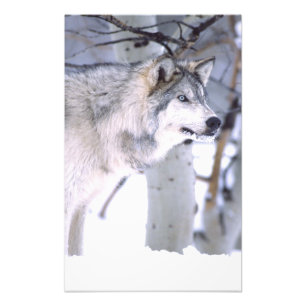 Foto Lobo Cinzento, Canis lupus, Animal de Filme (Utah)