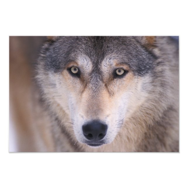 Foto lobo cinzento, Canis lupus, close-up dos olhos (Frente)