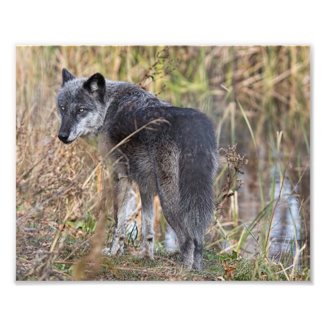 Foto Lobo da Madeira em Pé de Água (Frente)