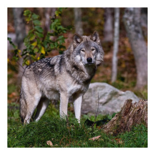 Foto Lobo da Madeira Oriental