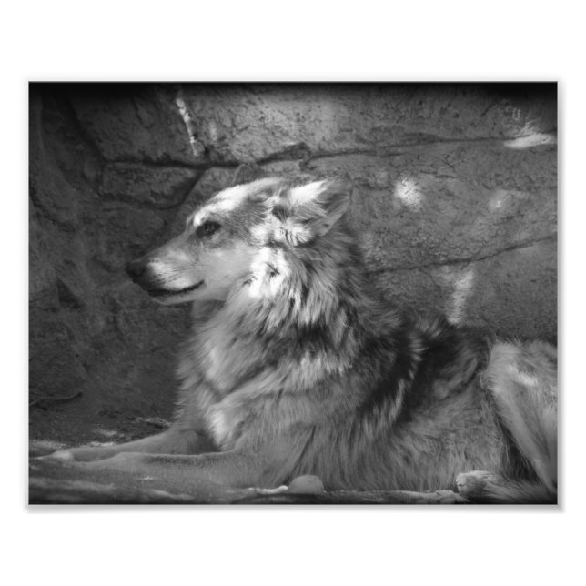 Foto Lobo em Preto e Branco (Frente)