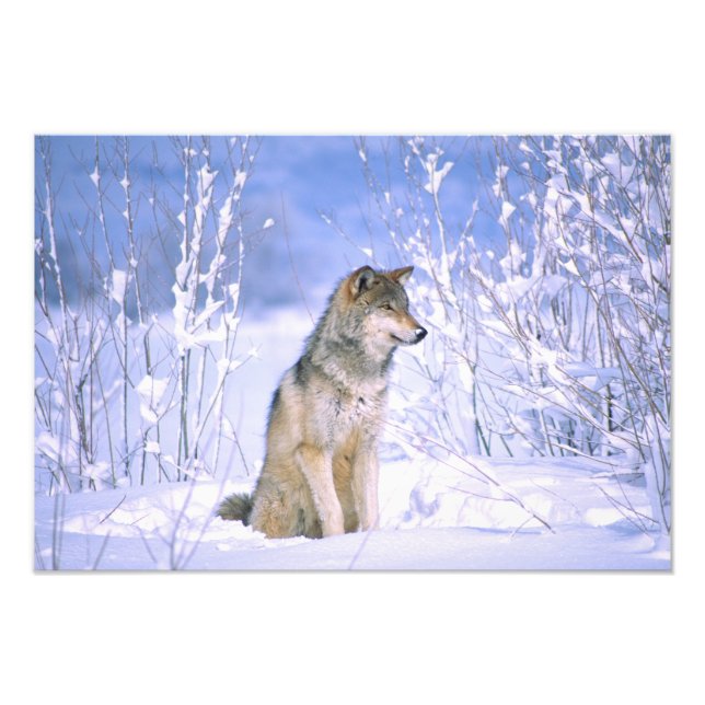 Foto Lobo-Madeira sentado na neve, Canis lupus, (Frente)