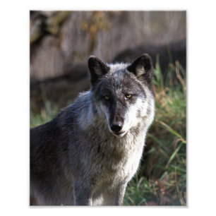 Foto Lobo Timber - Fechar