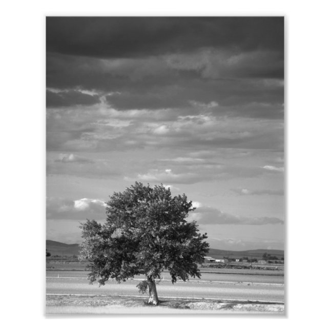 Foto Lone Tree, Wilder Idaho (Frente)