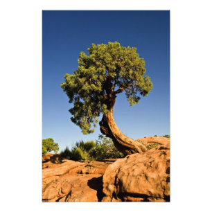 Foto Lonesome Cedar, Parque Estadual Deadhorse Point,