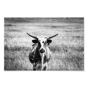 Foto Longhorn novo