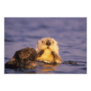 Foto Lontras Marinhas, Enhydra lutris 5