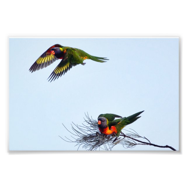 Foto Lorikeet parrots Austrália voadora colorida (Frente)
