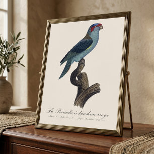 Foto Loriqueito-azul, Trichoglossus concinnus