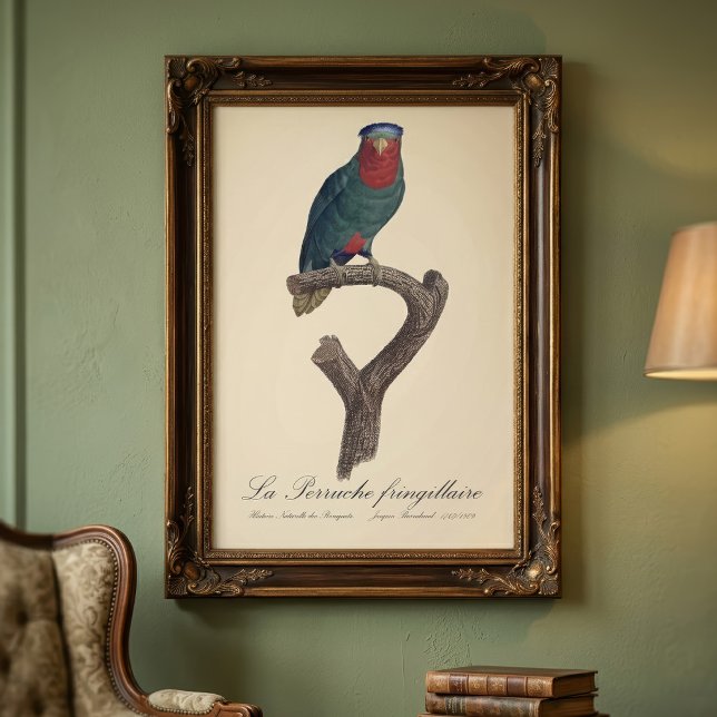 Foto Loriqueut de Coroa Azul, Vini Australis (Blue-Crowned Lorikeet, Vini Australis. Photo Print)