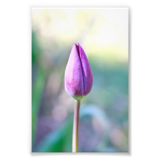 Foto Lotus