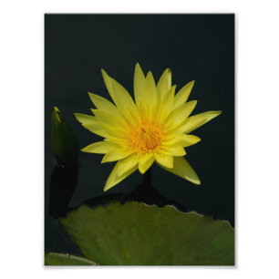 Foto Lotus Waterlily Amarela