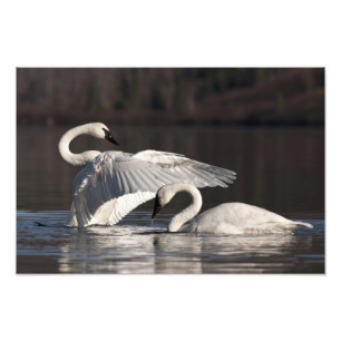 Foto Loving Swans