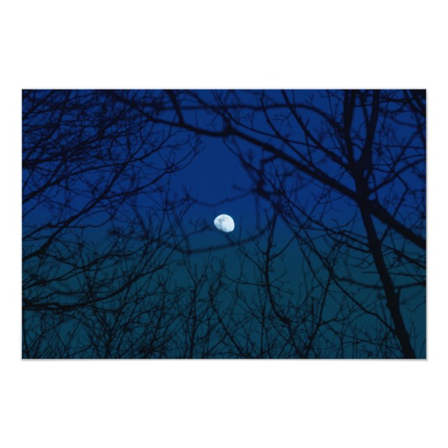 Foto Lua em Ombre Indigo Sky Tree Branches Silhouette (Frente)