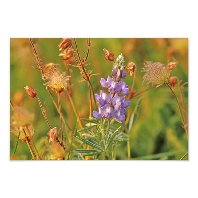 Foto Lupine e flores silvestres Prairie Smoke em Montan (Frente)